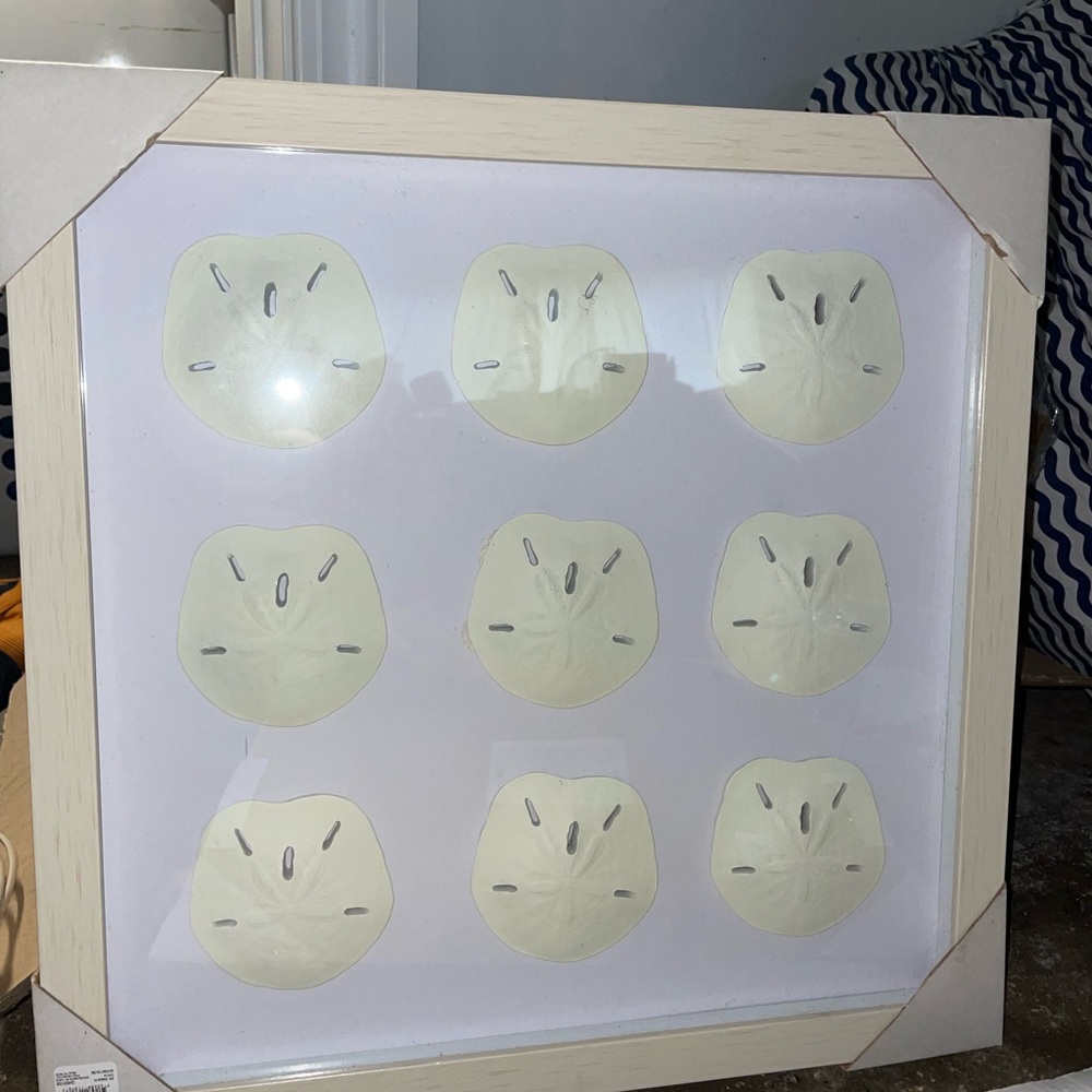 Framed Cream Sand Dollar Art Print